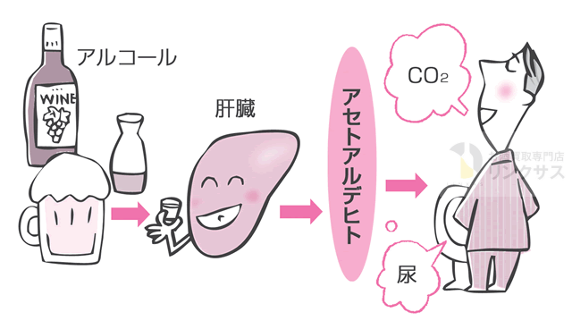  【アセトアルデヒド】頭痛やだるさ・吐き気の原因に